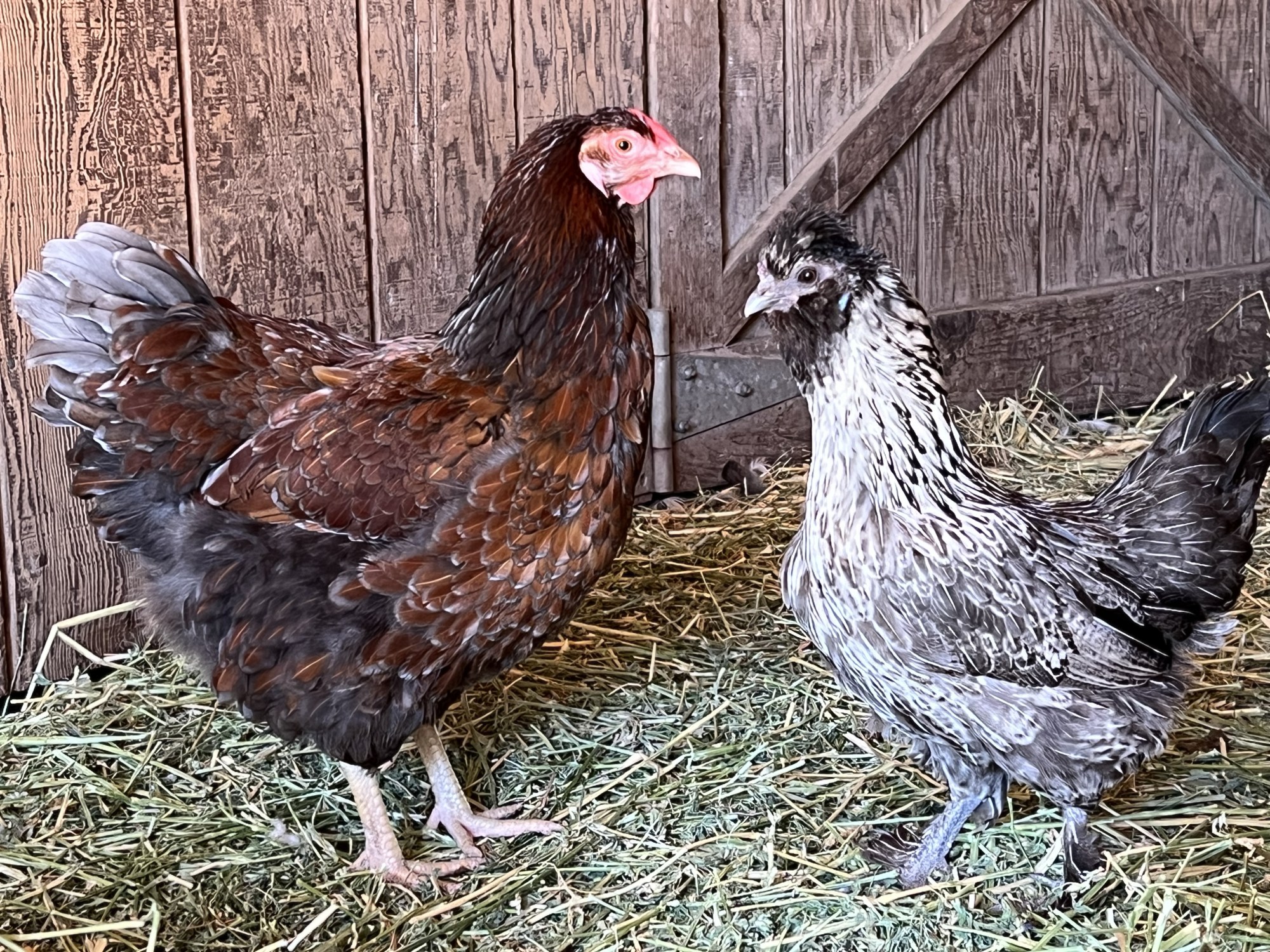 Laying Hens – Split Rail Family Farm – Penngrove, Sonoma County, California